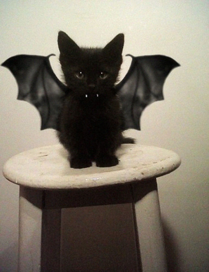 151 Terrifyingly Cute Halloween Costumes For Pets