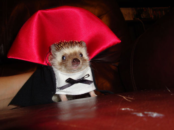 151 Terrifyingly Cute Halloween Costumes For Pets