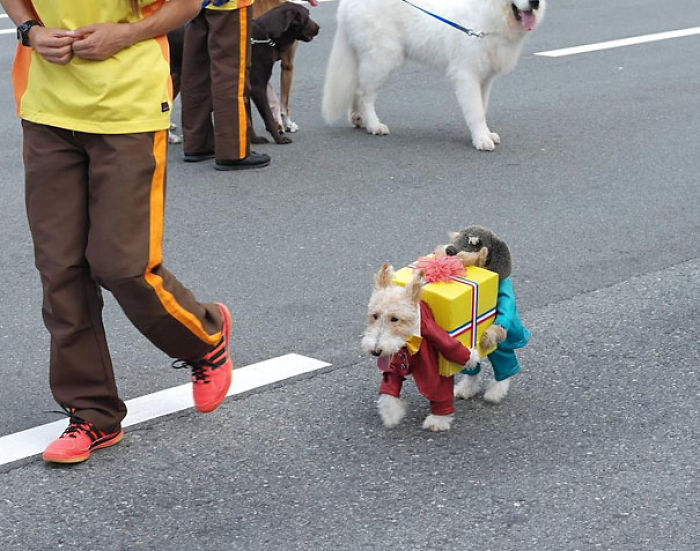 151 Terrifyingly Cute Halloween Costumes For Pets