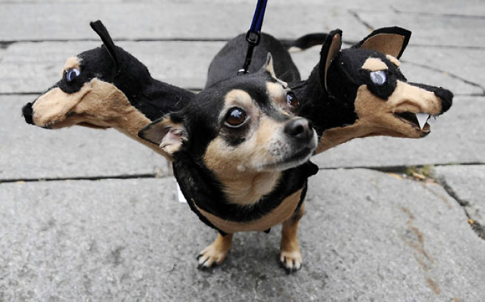 151 Terrifyingly Cute Halloween Costumes For Pets