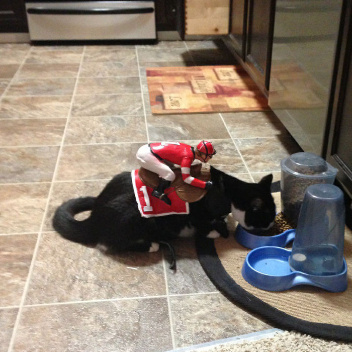 151 Terrifyingly Cute Halloween Costumes For Pets