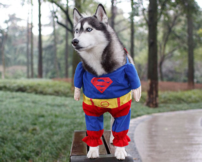 151 Terrifyingly Cute Halloween Costumes For Pets