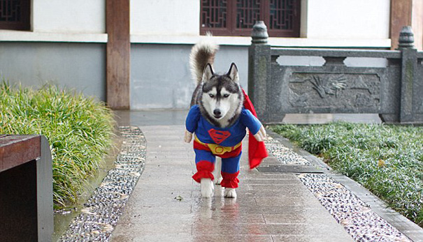 151 Terrifyingly Cute Halloween Costumes For Pets