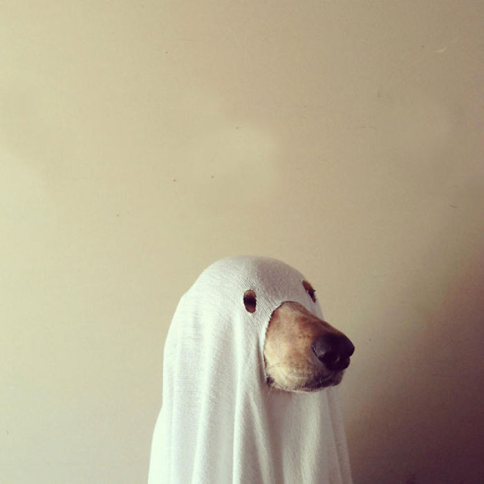 151 Terrifyingly Cute Halloween Costumes For Pets