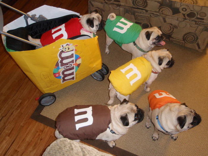 151 Terrifyingly Cute Halloween Costumes For Pets