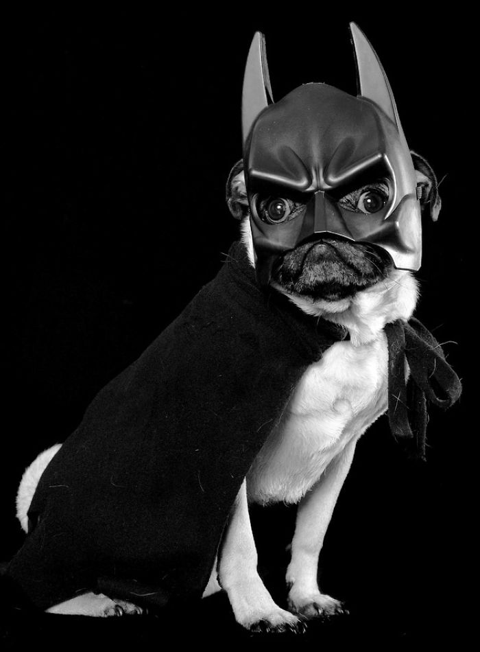 151 Terrifyingly Cute Halloween Costumes For Pets