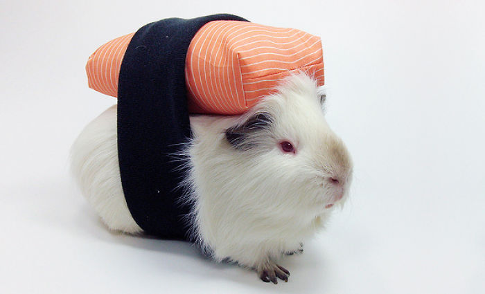 151 Terrifyingly Cute Halloween Costumes For Pets