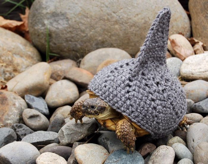 151 Terrifyingly Cute Halloween Costumes For Pets