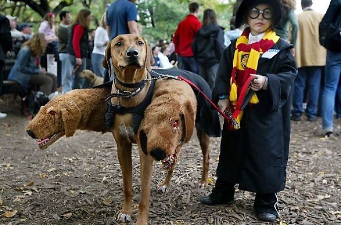 151 Terrifyingly Cute Halloween Costumes For Pets
