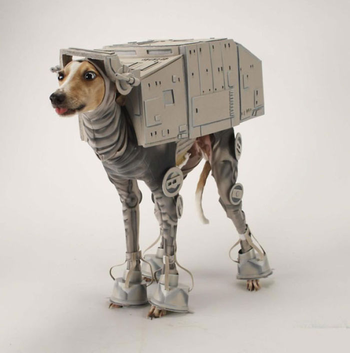 151 Terrifyingly Cute Halloween Costumes For Pets