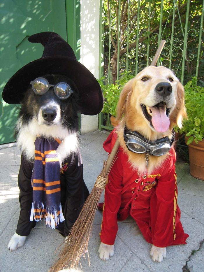 151 Terrifyingly Cute Halloween Costumes For Pets