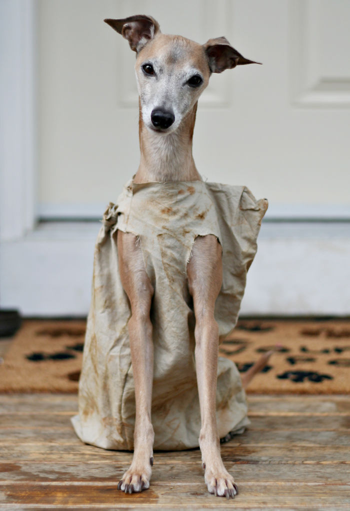 151 Terrifyingly Cute Halloween Costumes For Pets