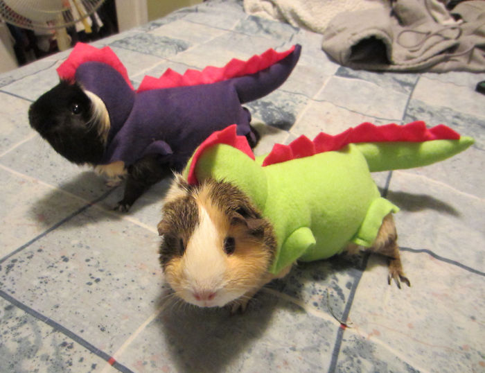 151 Terrifyingly Cute Halloween Costumes For Pets