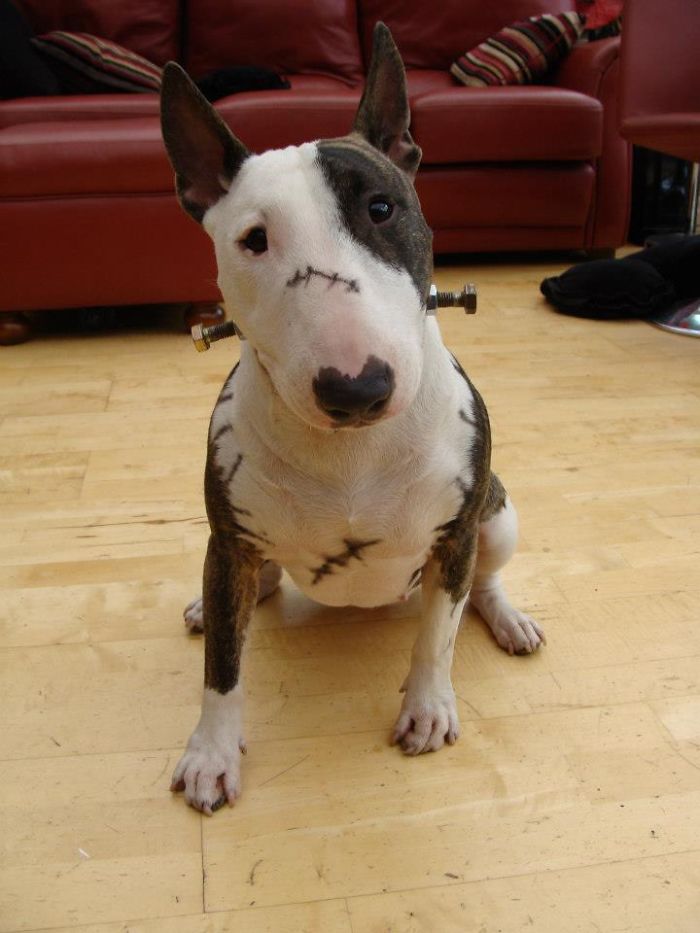 151 Terrifyingly Cute Halloween Costumes For Pets