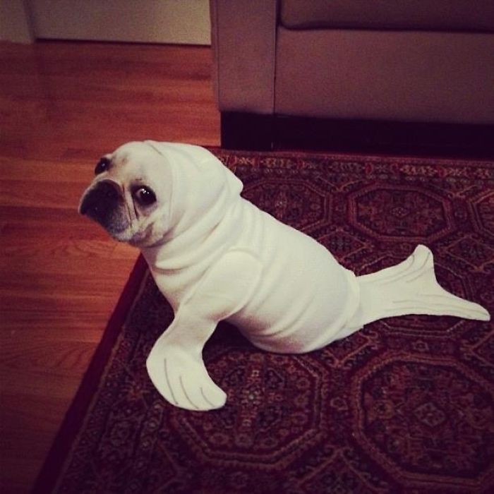 151 Terrifyingly Cute Halloween Costumes For Pets