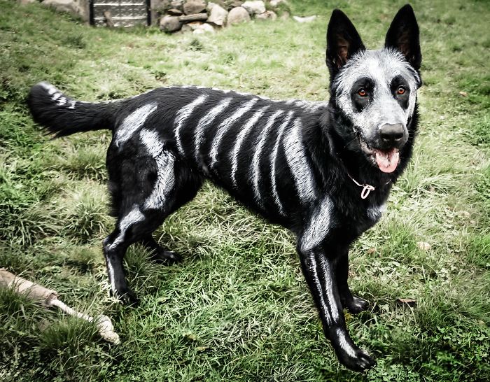 151 Terrifyingly Cute Halloween Costumes For Pets