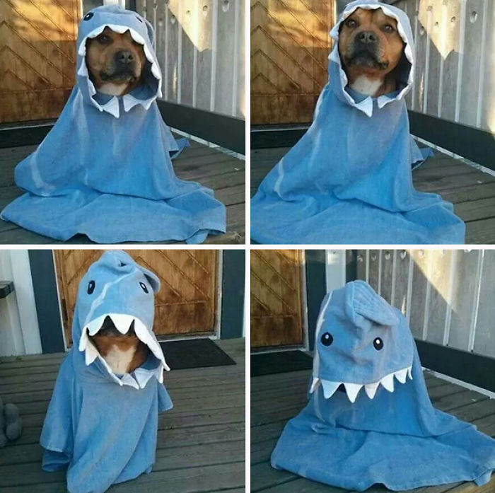 151 Terrifyingly Cute Halloween Costumes For Pets