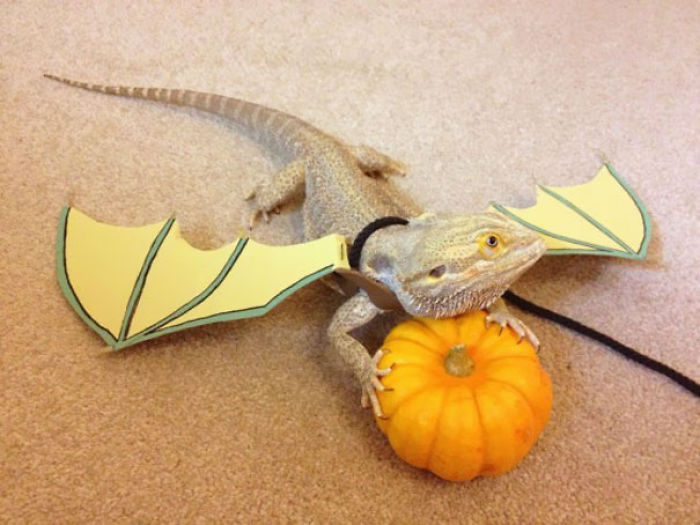 151 Terrifyingly Cute Halloween Costumes For Pets