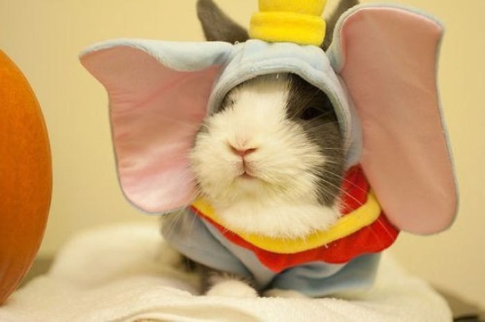 151 Terrifyingly Cute Halloween Costumes For Pets