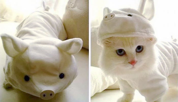 151 Terrifyingly Cute Halloween Costumes For Pets