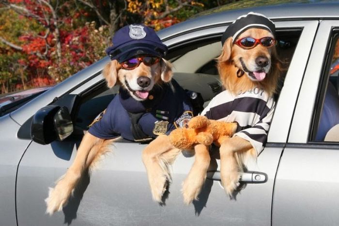 151 Terrifyingly Cute Halloween Costumes For Pets