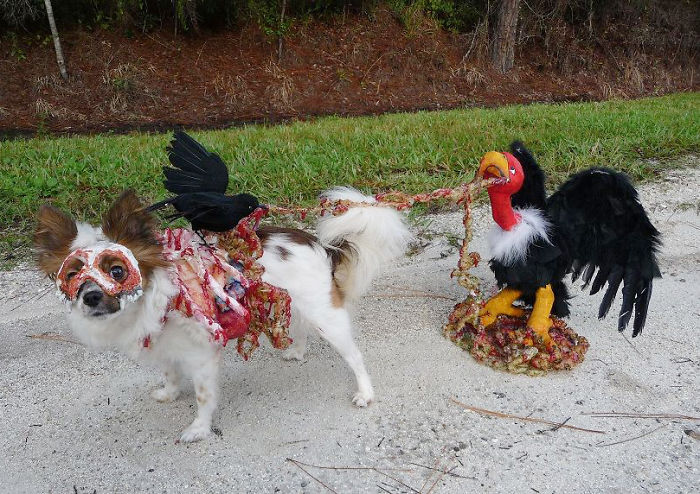 151 Terrifyingly Cute Halloween Costumes For Pets