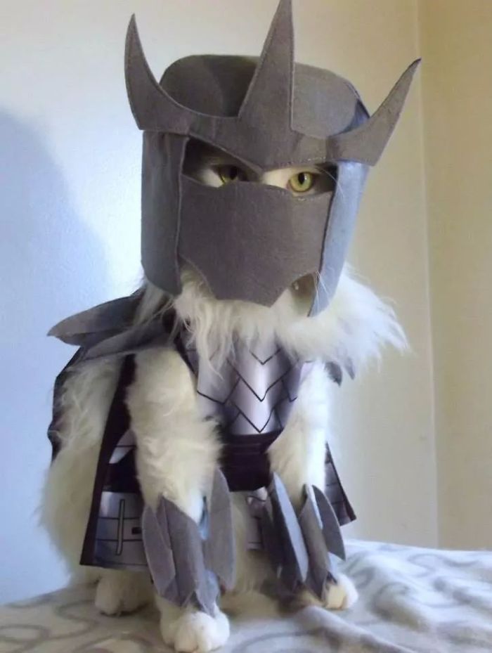 151 Terrifyingly Cute Halloween Costumes For Pets