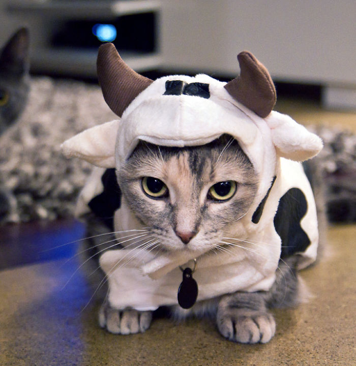 151 Terrifyingly Cute Halloween Costumes For Pets
