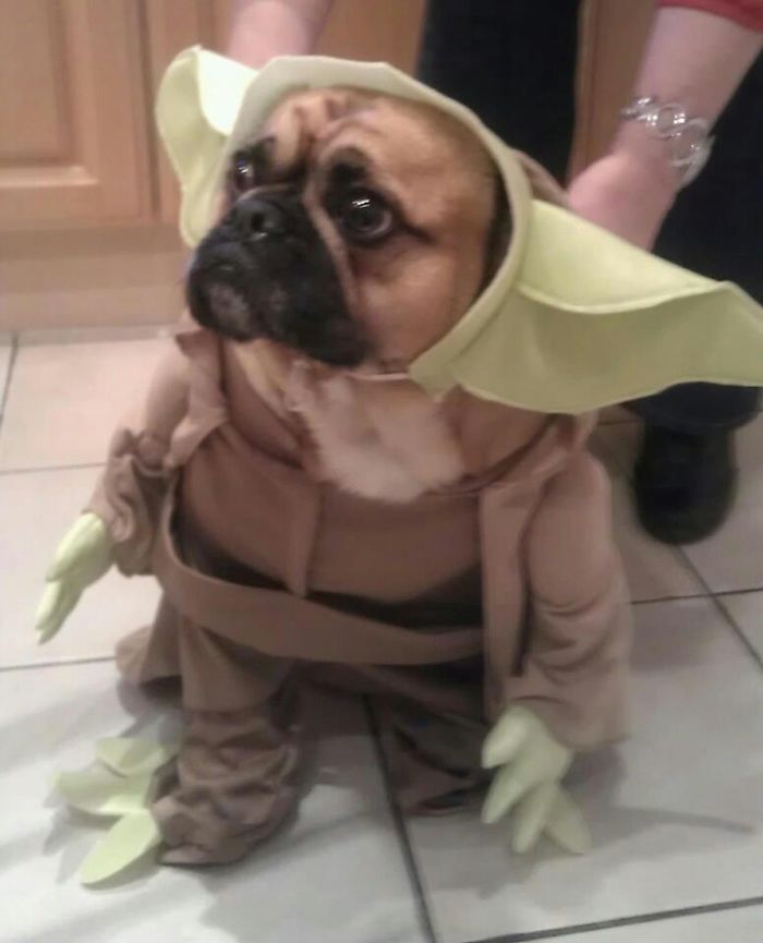151 Terrifyingly Cute Halloween Costumes For Pets