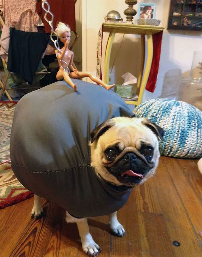 151 Terrifyingly Cute Halloween Costumes For Pets