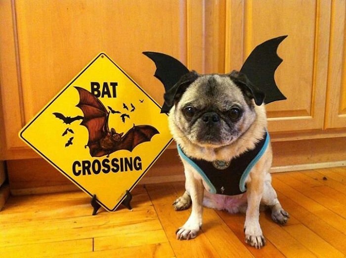 151 Terrifyingly Cute Halloween Costumes For Pets