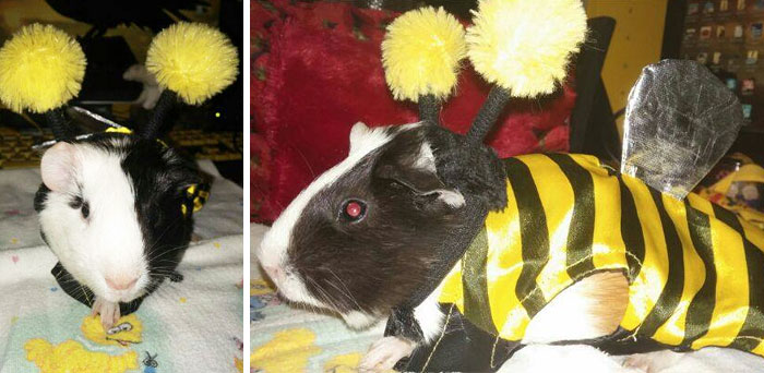 151 Terrifyingly Cute Halloween Costumes For Pets