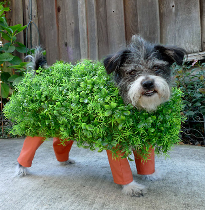 151 Terrifyingly Cute Halloween Costumes For Pets