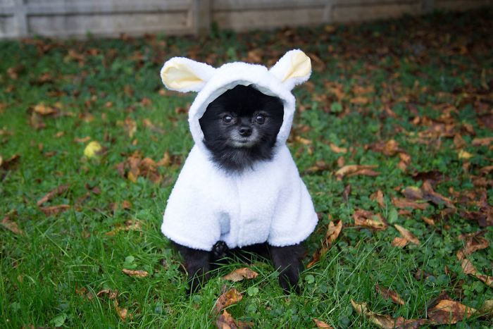151 Terrifyingly Cute Halloween Costumes For Pets