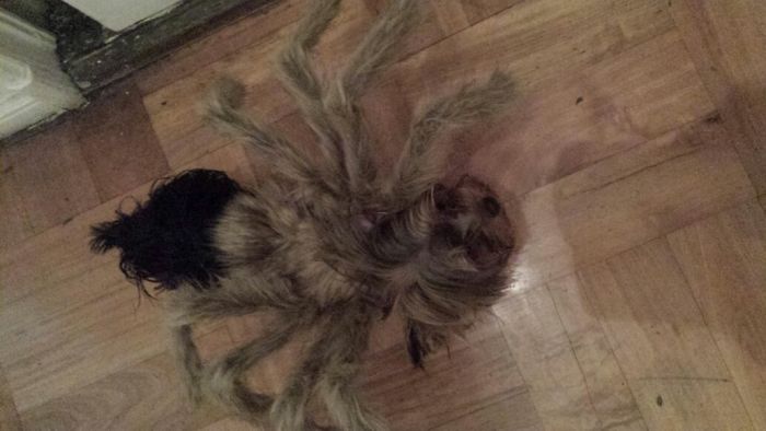 151 Terrifyingly Cute Halloween Costumes For Pets