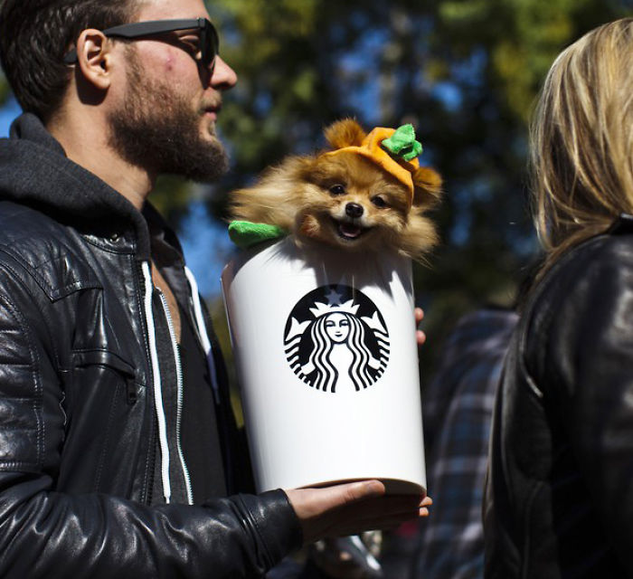 151 Terrifyingly Cute Halloween Costumes For Pets