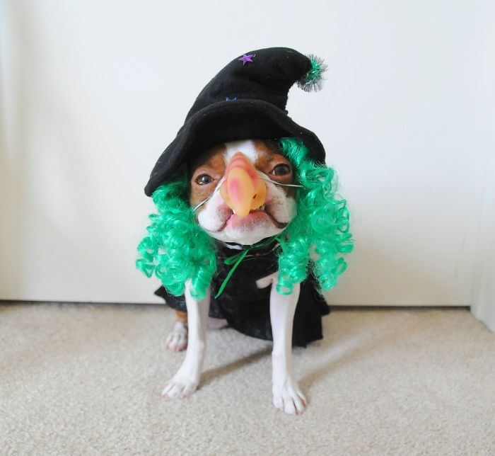 151 Terrifyingly Cute Halloween Costumes For Pets