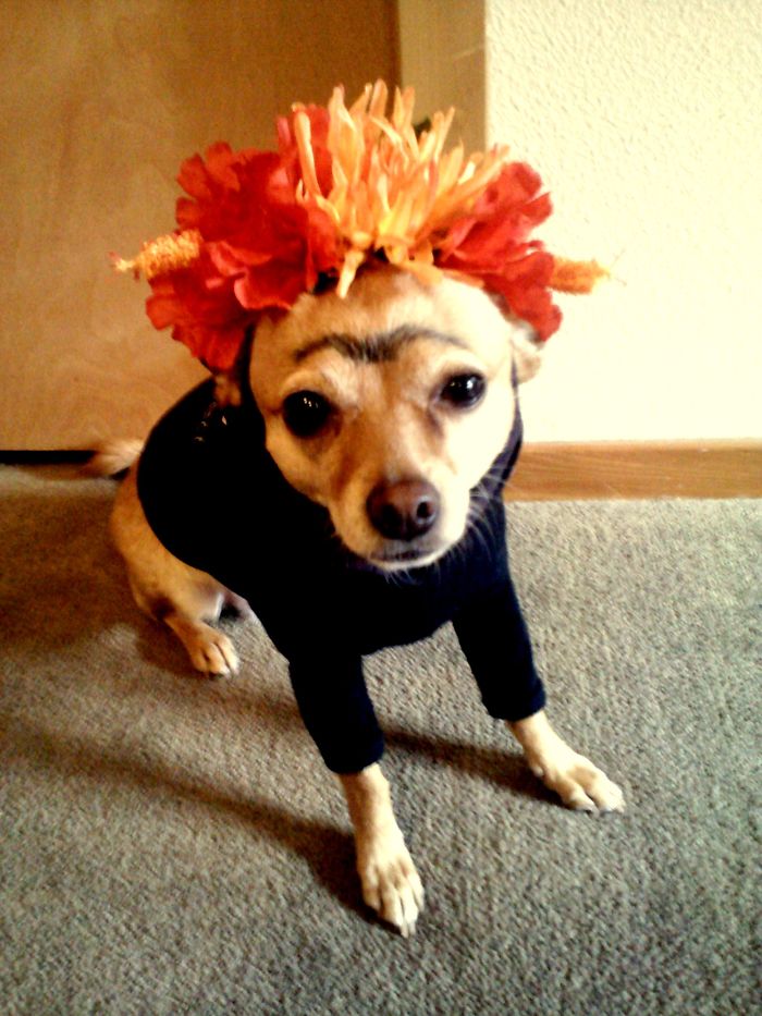 151 Terrifyingly Cute Halloween Costumes For Pets