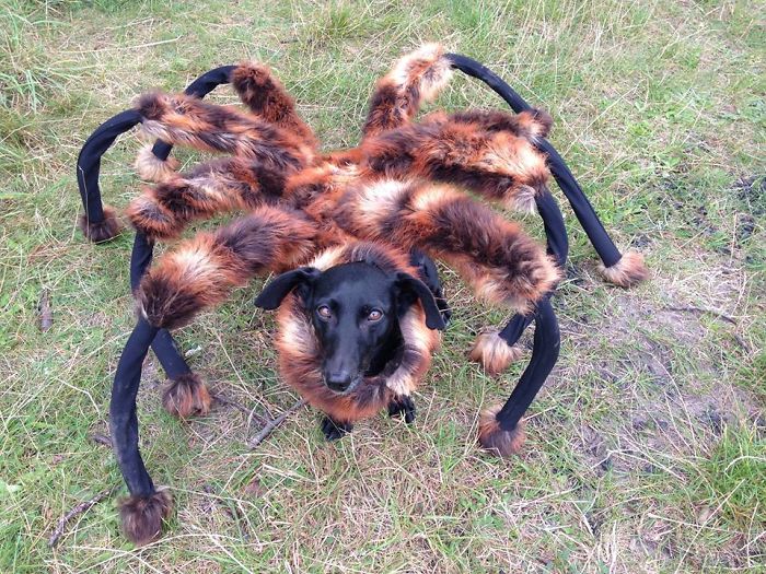 151 Terrifyingly Cute Halloween Costumes For Pets