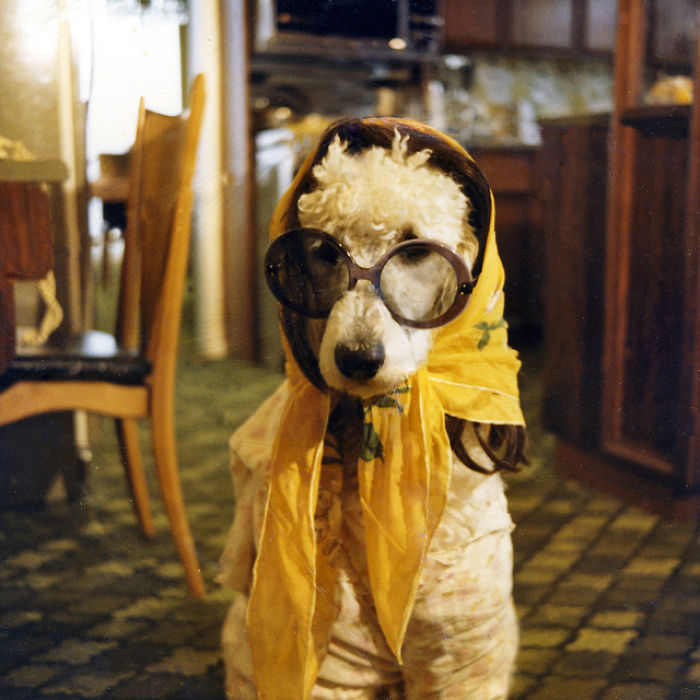 151 Terrifyingly Cute Halloween Costumes For Pets