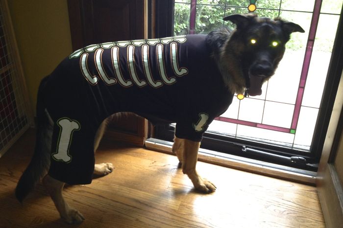 151 Terrifyingly Cute Halloween Costumes For Pets