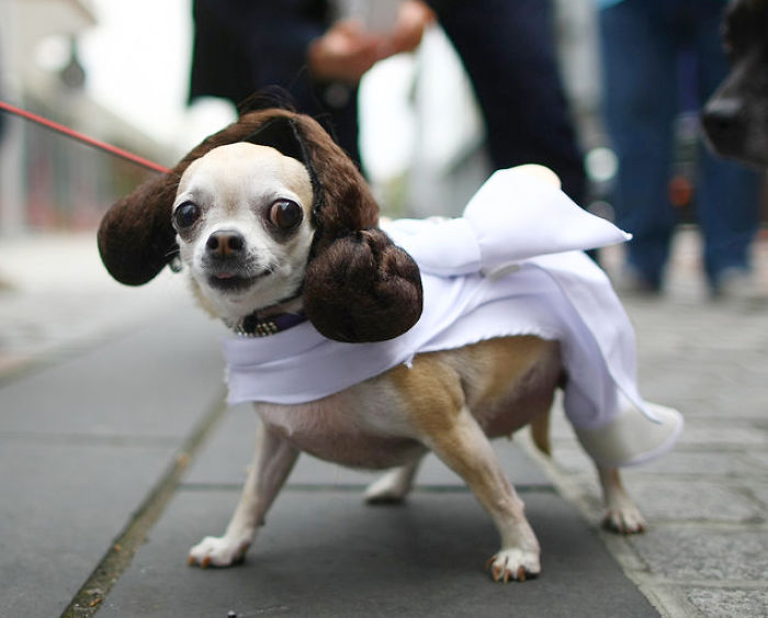 151 Terrifyingly Cute Halloween Costumes For Pets