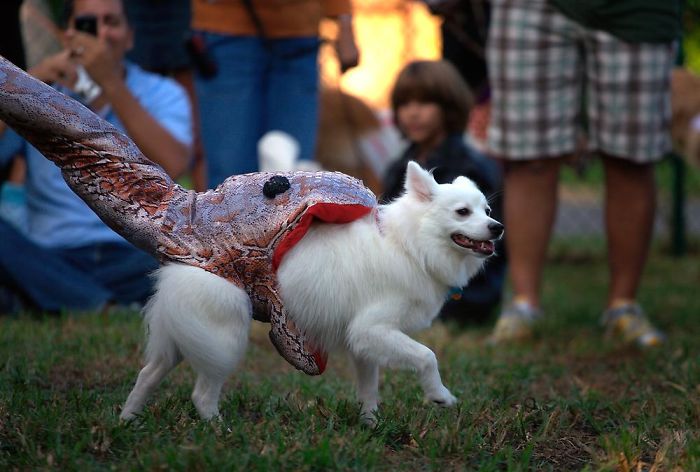 151 Terrifyingly Cute Halloween Costumes For Pets