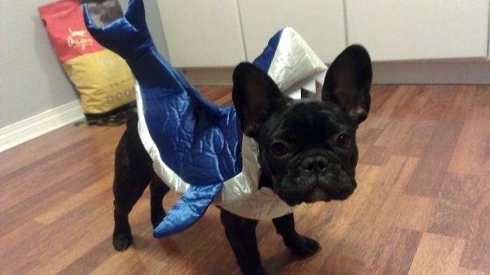 151 Terrifyingly Cute Halloween Costumes For Pets