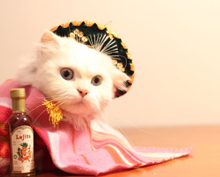 151 Terrifyingly Cute Halloween Costumes For Pets