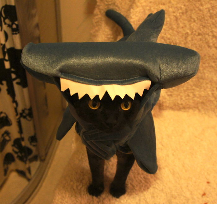 151 Terrifyingly Cute Halloween Costumes For Pets