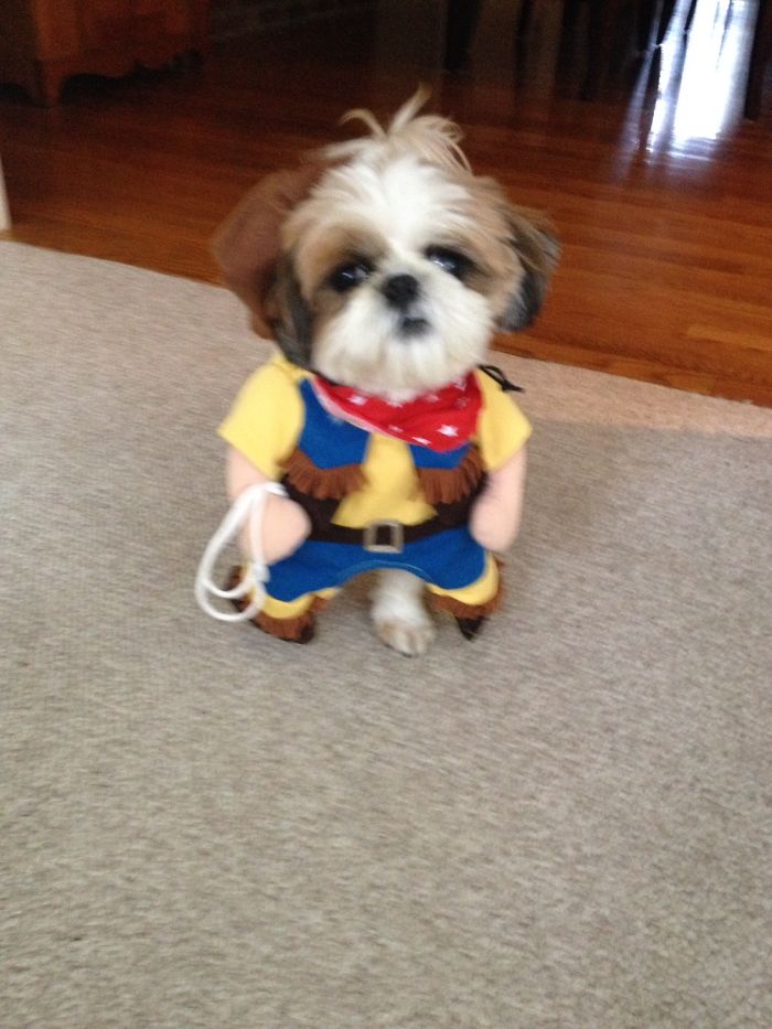 151 Terrifyingly Cute Halloween Costumes For Pets