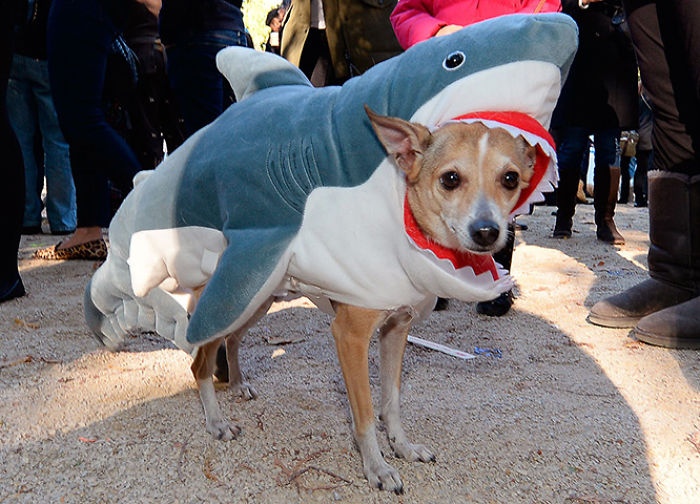 151 Terrifyingly Cute Halloween Costumes For Pets