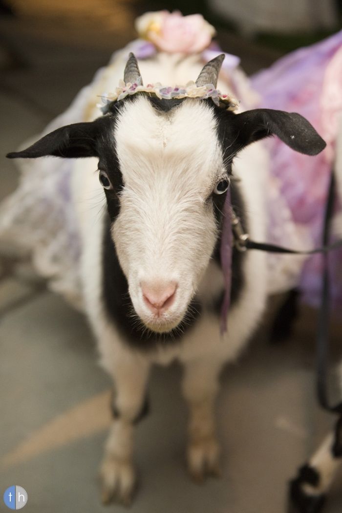 151 Terrifyingly Cute Halloween Costumes For Pets