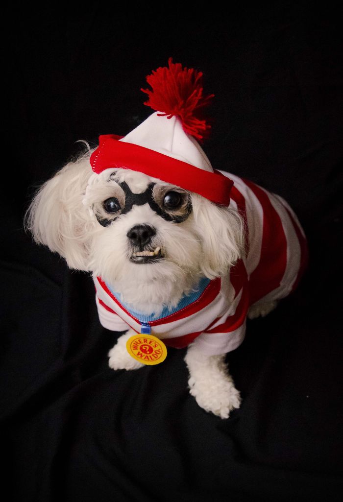 151 Terrifyingly Cute Halloween Costumes For Pets